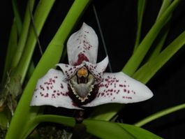 Maxillaria grandis Huntington's Wine AM/AOS 80 pts.